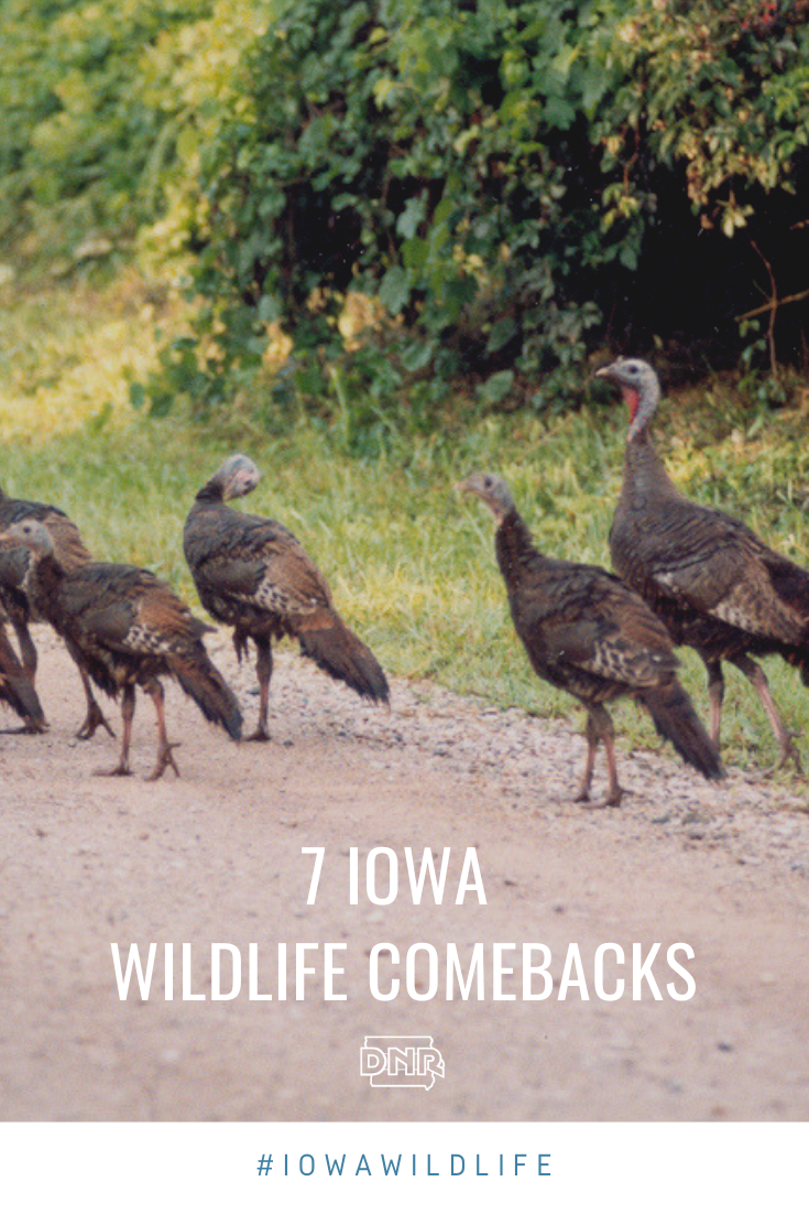 Wild turkey are one of these 7 Iowa Wildlife Comebacks | Iowa DNR